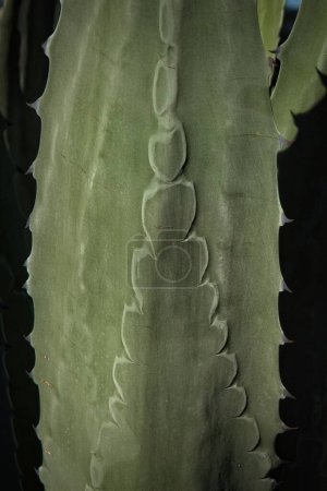 Téléchargez les photos : Closeup of Century plant cactus at the La Brea Tar Pits, Los Angeles, California - en image libre de droit