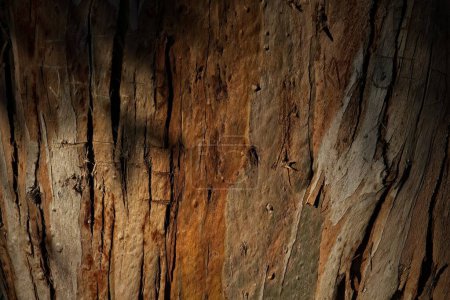 Foto de Closeup of Eucalyptus bark with lots of detail and shades of brown at the La Brea Tar Pits, Los Angeles, California - Imagen libre de derechos