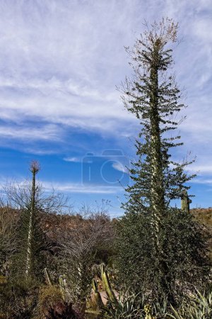 Foto de Boojum Tree, Fouquieria columnaris, en el desierto. - Imagen libre de derechos
