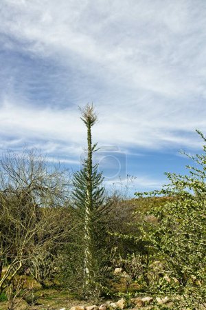 Foto de Boojum Tree, Fouquieria columnaris, en el desierto. - Imagen libre de derechos
