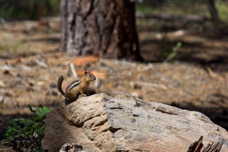 Téléchargez les photos : Écureuil roux, Spermophilus lateralis, sur un rocher dans la forêt. - en image libre de droit