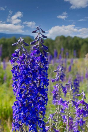 Téléchargez les photos : Lupin, Lupinus argenteus, floraison dans un champ, Flagstaff, Arizona. - en image libre de droit