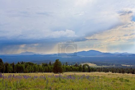 Téléchargez les photos : Rain storm over the mountains with lupine, Lupinus argenteus, blooming in the foreground, Flagstaff, Arizona. - en image libre de droit