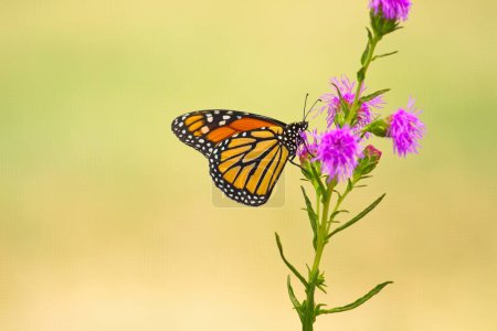 Téléchargez les photos : Papillon monarque, Danaus plexippus, sur une fleur pourpre, Arizona. - en image libre de droit