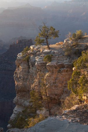 Téléchargez les photos : Arbre solitaire au bord du Grand Canyon, Arizona. - en image libre de droit