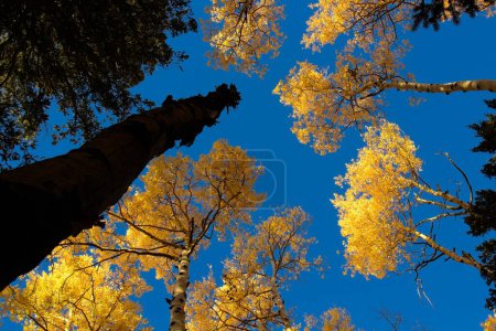 Téléchargez les photos : Levant les yeux vers des trembles jaunes à l'automne, Flagstaff, Arizona. - en image libre de droit