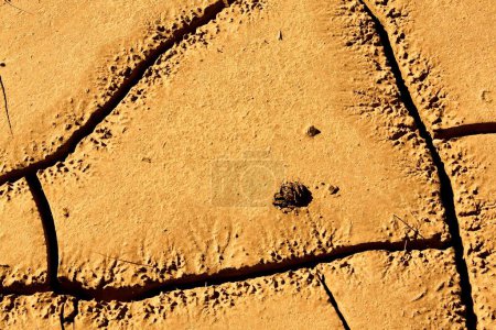 Téléchargez les photos : Cracked, dried mud with a pine cone stuck in the dirt, Flagstaff, Arizona. - en image libre de droit