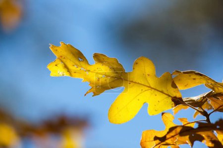 Téléchargez les photos : Feuille de chêne jaune à l'automne, Williams, Arizona. - en image libre de droit