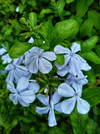 Photo for Plumbago auriculata, The Cape leadwort, Blue plumbago or Cape plumbago.The special nickname auriculata means with ears auricle, referring to the shape of the leaf - Royalty Free Image