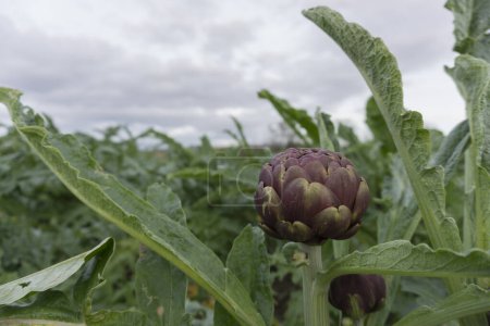 Photo for Very long leaf and Purple Artichoke in the fields of Sardinia. - Royalty Free Image