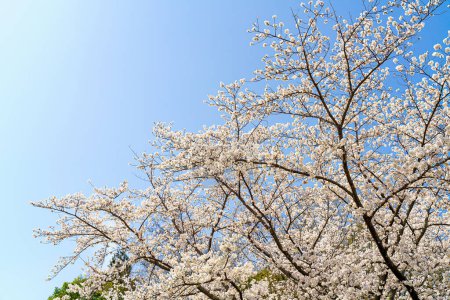 Téléchargez les photos : Belle fleur de cerisier 'sakura' au printemps - en image libre de droit
