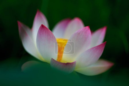 Photo for Lotus flower blooming in summer pond with green leaves as background - Royalty Free Image