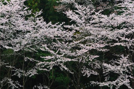 Téléchargez les photos : Belle fleur de cerisier 'sakura' au printemps - en image libre de droit