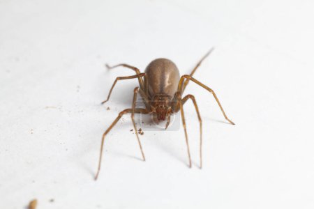 Foto de Araña de recuperación marrón femenina - arácnido venenoso - Imagen libre de derechos