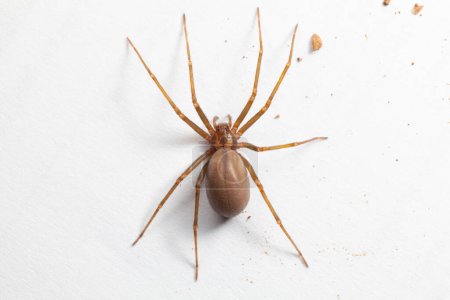 Female Brown Recluse Spider - poisonous arachnid