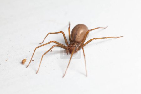 Araña de recuperación marrón femenina - arácnido venenoso