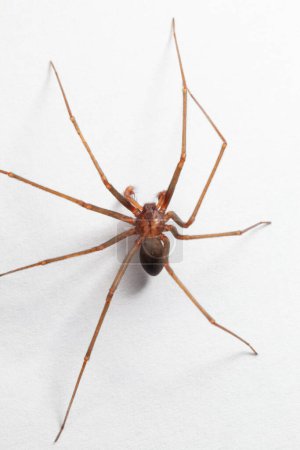 Foto de Hombre Brown Recluse Spider - arácnido venenoso - Imagen libre de derechos