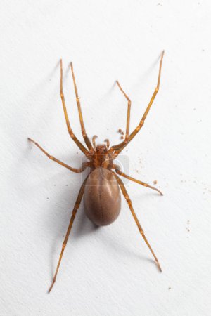Foto de Araña de recuperación marrón femenina - arácnido venenoso - Imagen libre de derechos
