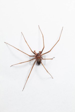 Foto de Hombre Brown Recluse Spider - arácnido venenoso - Imagen libre de derechos