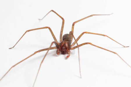 Photo for Male Brown Recluse Spider - poisonous arachnid - Royalty Free Image