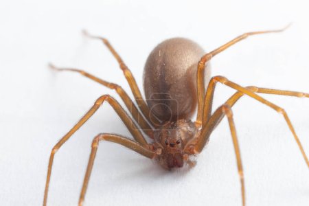Araña de recuperación marrón femenina - arácnido venenoso