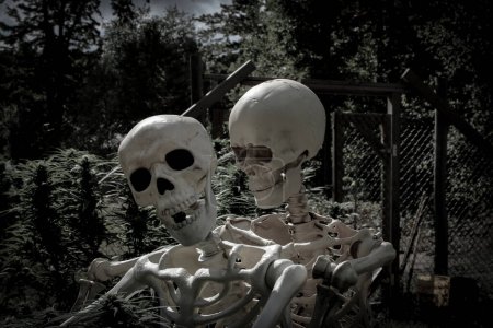 Téléchargez les photos : Horney squelettes Bud et Mary Jane obtenir un peu excité jouer autour dans leurs plantes de cannabis de culture - en image libre de droit