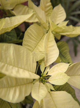 Photo for Close-up of red and white Poinsettias - Royalty Free Image