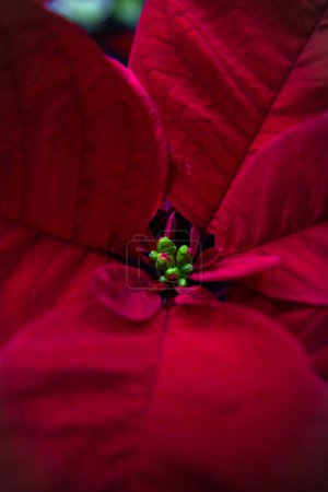 Photo for Close-up of red and white Poinsettias - Royalty Free Image