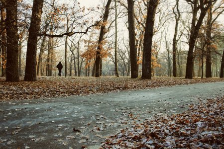 Téléchargez les photos : Beau paysage de parc à la fin de l'automne, hiver - en image libre de droit