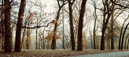 Téléchargez les photos : Beau paysage de parc à la fin de l'automne, hiver - en image libre de droit