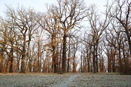 Téléchargez les photos : Beau paysage forestier à la fin de l'automne, hiver - en image libre de droit