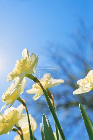 Téléchargez les photos : Gros plan jonquilles blanches et jaunes au printemps ensoleillé vue du bas de la journée, point bas de la pousse - en image libre de droit