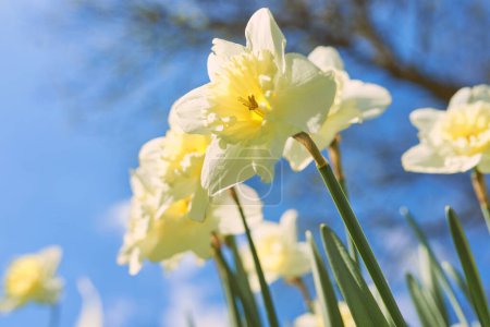 Téléchargez les photos : Gros plan jonquilles blanches et jaunes au printemps ensoleillé vue du bas de la journée, point bas de la pousse - en image libre de droit