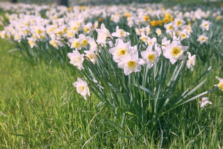 Téléchargez les photos : Champ de jonquilles blanches et jaunes au printemps jour ensoleillé - en image libre de droit