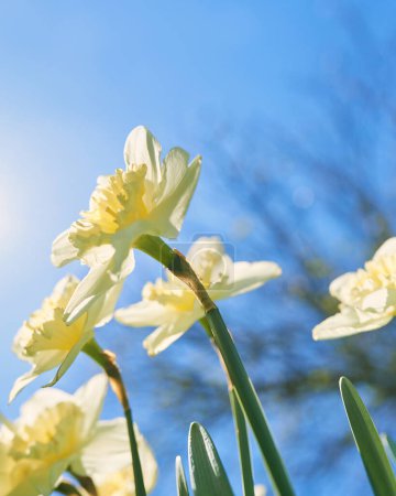 Foto de Cerrar los narcisos blancos y amarillos en primavera día soleado vista inferior, abajo punto de disparar - Imagen libre de derechos
