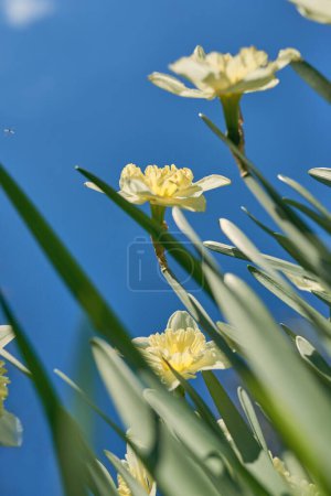 Photo for Close up white and yellow daffodils in spring sunny day bottom view, down point of shoot - Royalty Free Image