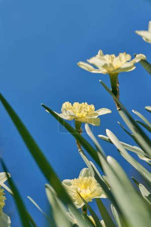 Photo for Close up white and yellow daffodils in spring sunny day bottom view, down point of shoot - Royalty Free Image