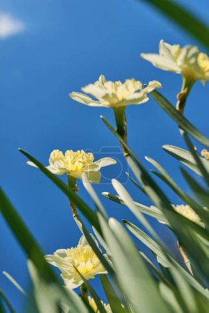Foto de Cerrar los narcisos blancos y amarillos en primavera día soleado vista inferior, abajo punto de disparar - Imagen libre de derechos