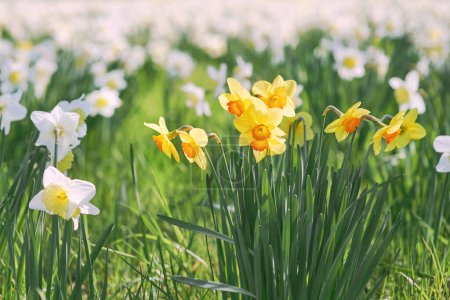 Foto de Campo de narcisos blancos y amarillos en primavera día soleado - Imagen libre de derechos