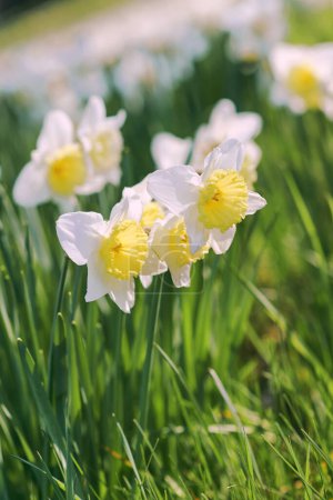 Foto de Campo de narcisos blancos y amarillos en primavera día soleado - Imagen libre de derechos