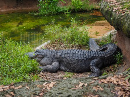 Photo for Alligator in the Louisiana bayou. high quality photo. - Royalty Free Image