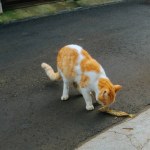 cat eating fish on asphalt
