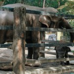 Elephants at Ragunan Zoo in Indonesia