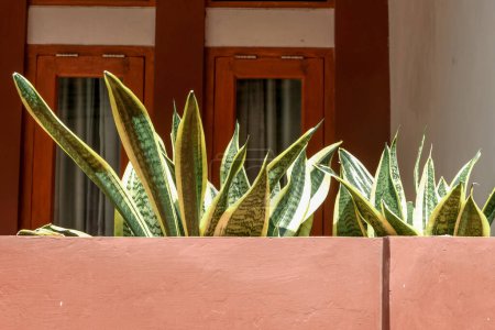 Sansivera Pflanzen hinter der Mauer