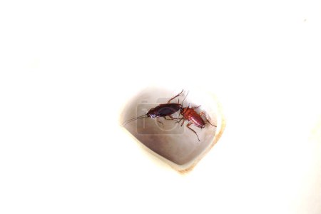 Photo for 2 cockroaches dead and floating in the toilet - Royalty Free Image