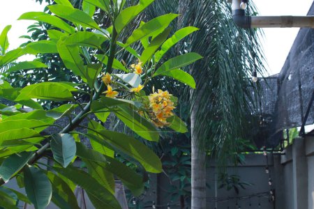 Foto de Frangipani amarillo y blanco o plumeria, flores del balneario con hojas verdes en su árbol en la luz de la tarde - Imagen libre de derechos
