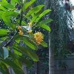 yellow and white frangipani or plumeria, spa flowers with green leaves on their tree in evening light