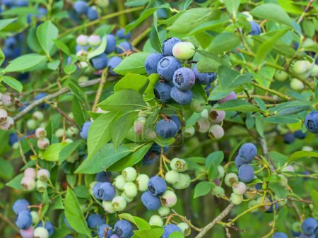 Photo for Blueberries on a bush together with green berries. Blueberries before harvest on a bush with leaves. A healthy superfood with lots of vitamins. Blue berries suitable for diabetics and vegetarians. - Royalty Free Image