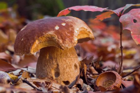 Photo for The oak mushroom grows near a small oak tree in the forest. Edible mushroom Boletus reticulatus with a hat damaged by snails. - Royalty Free Image