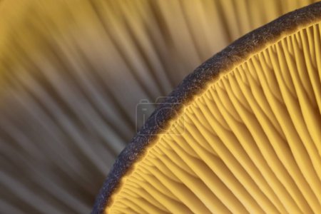 Unteres Detail des Austernpilzhutes auf verschwommenem Hintergrund. Der Rand des braunen Hutes des Austernpilzes mit den Schalen im Schein des gelben Lichts. Austernpilz Hut abstraktes Detail.